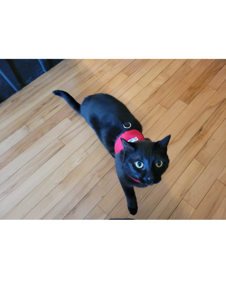 FE-Line Cat Harness