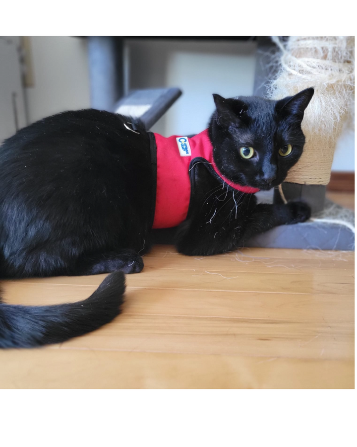 FE-Line Cat Harness