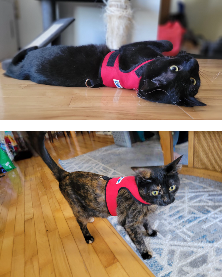 FE-Line Cat Harness