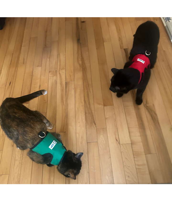 FE-Line Cat Harness