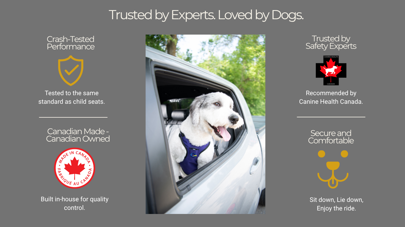 Dog wearing a blue Crash Safe harness looking out a car window beside text promoting crash-tested, Canadian-made, expert-approved safety gear.