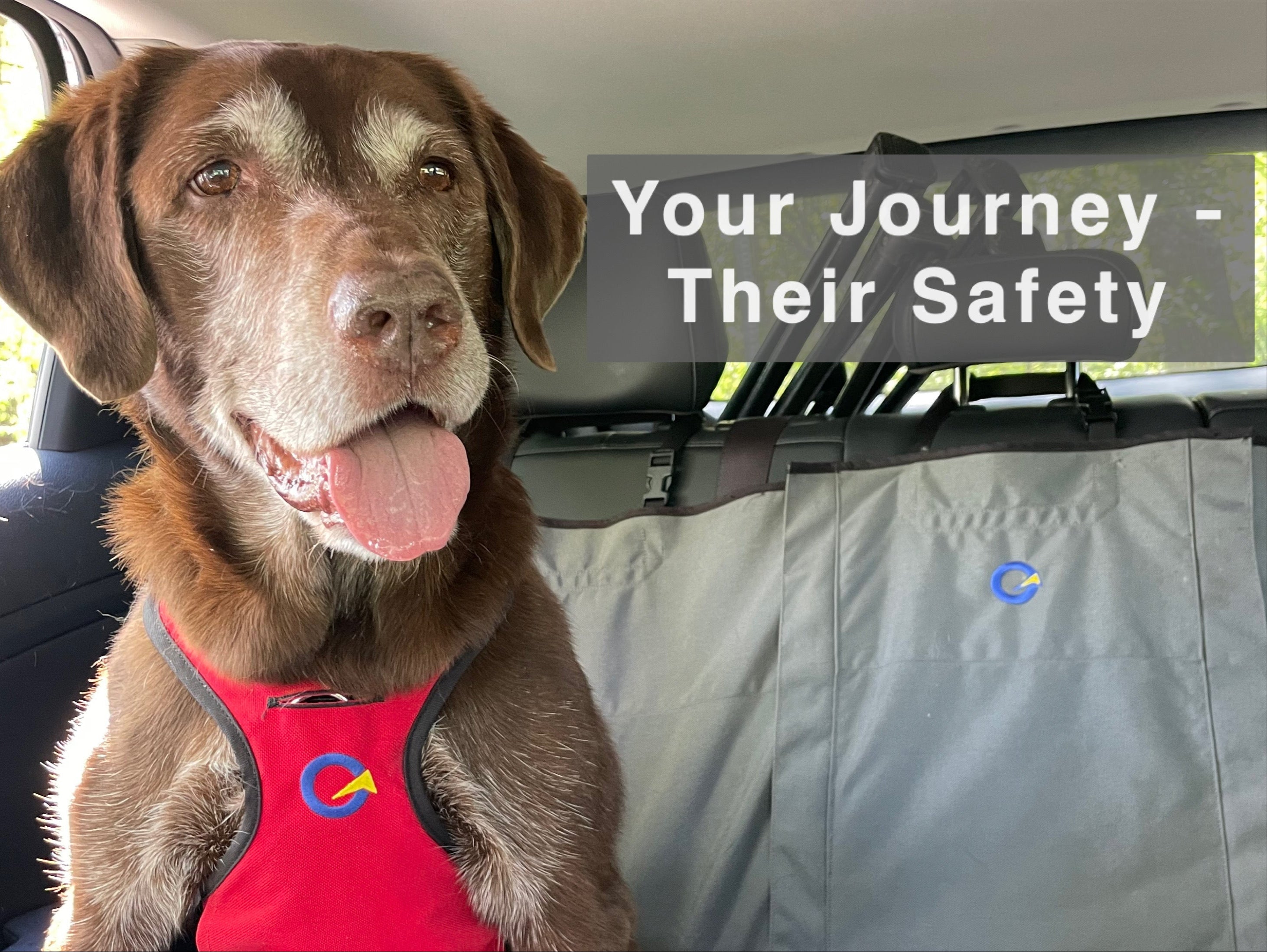 Senior chocolate lab wearing a red Crash Safe harness sitting safely in the back seat of a car with protective seat cover.