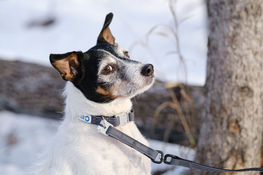 Quick Release Collar