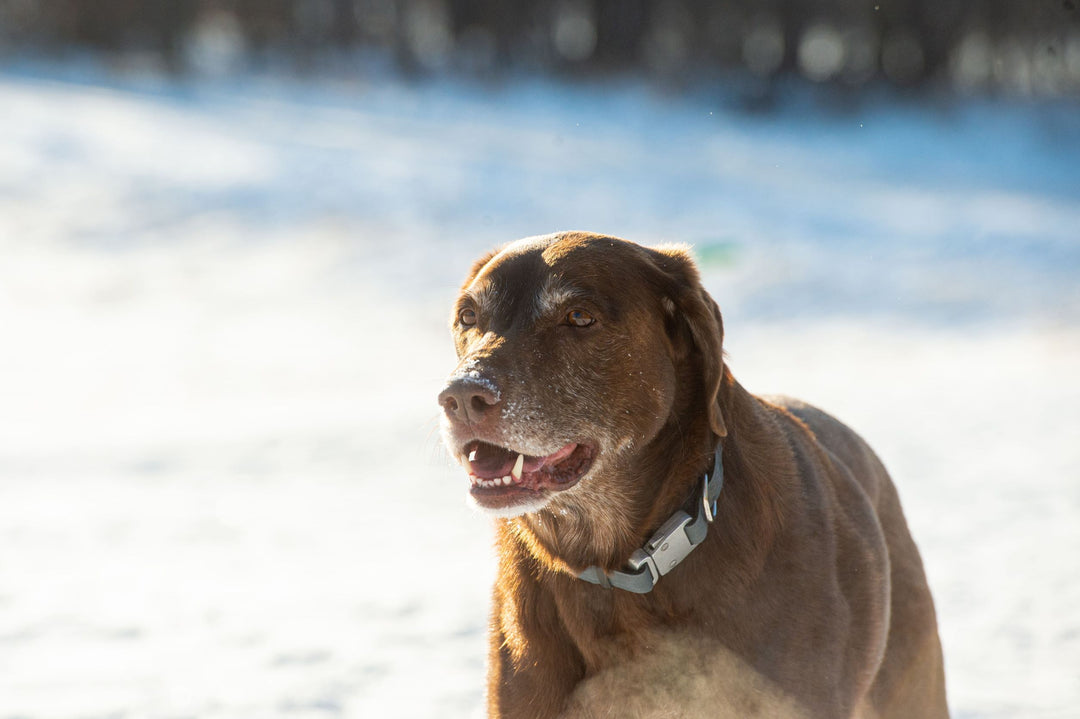 Quick Release Collar