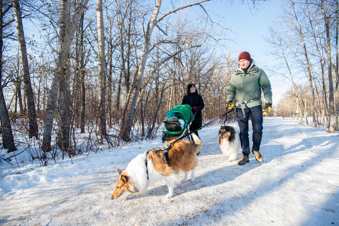 True Control Active Leash