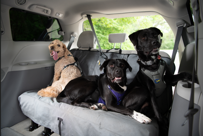 In the Driver’s Seat: Your Pet’s Safety Starts with You