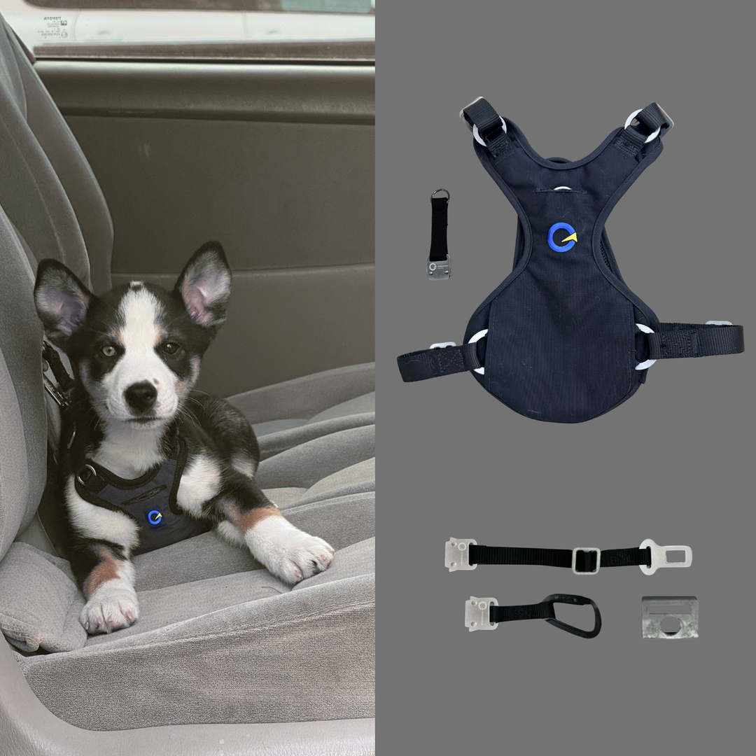 Crash Safe Defender Harness System + Free Grey Collar (Limited-Time Bonus)
