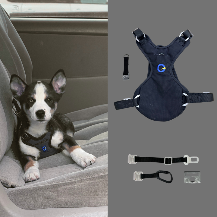 Crash Safe Defender Harness System + Free Grey Collar (Limited-Time Bonus)