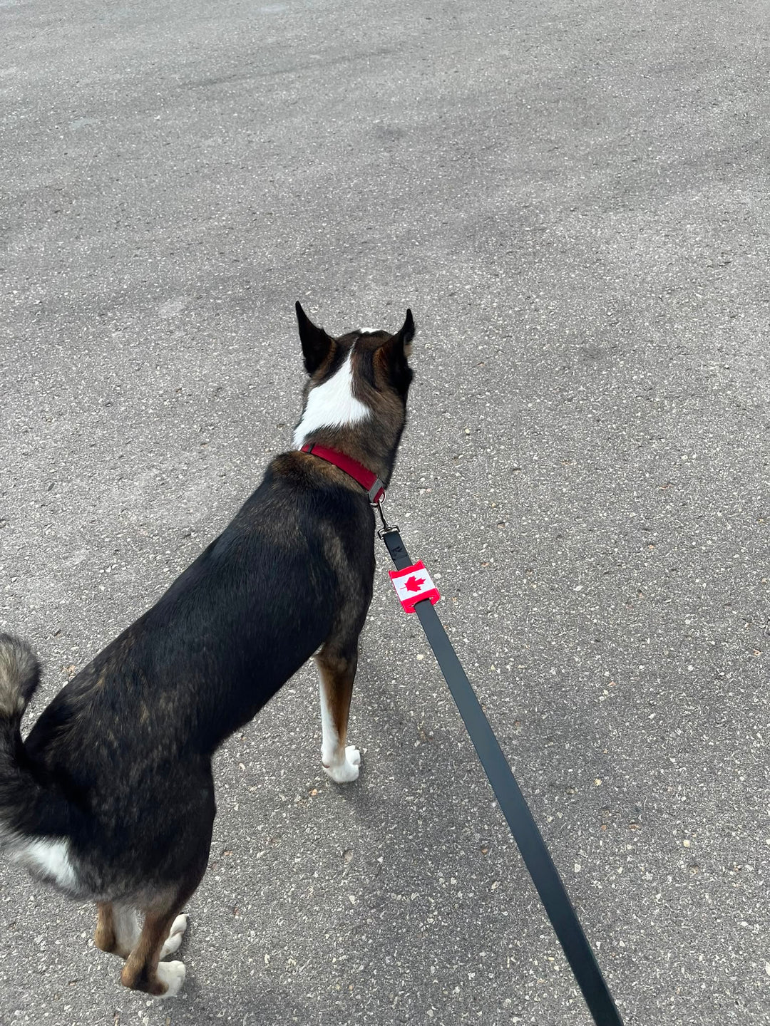 Canada Leash Sleeve