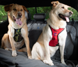 Defender Harness System