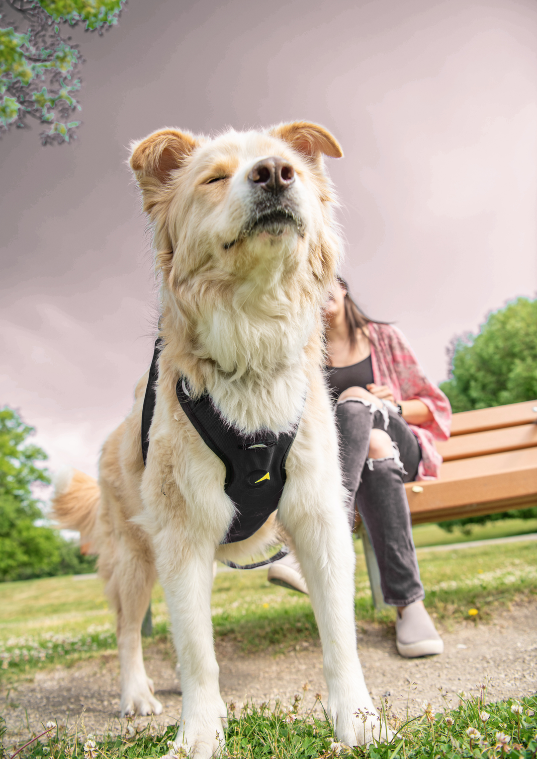 Crash Safe Defender Harness System + Free Grey Collar (Limited-Time Bonus)
