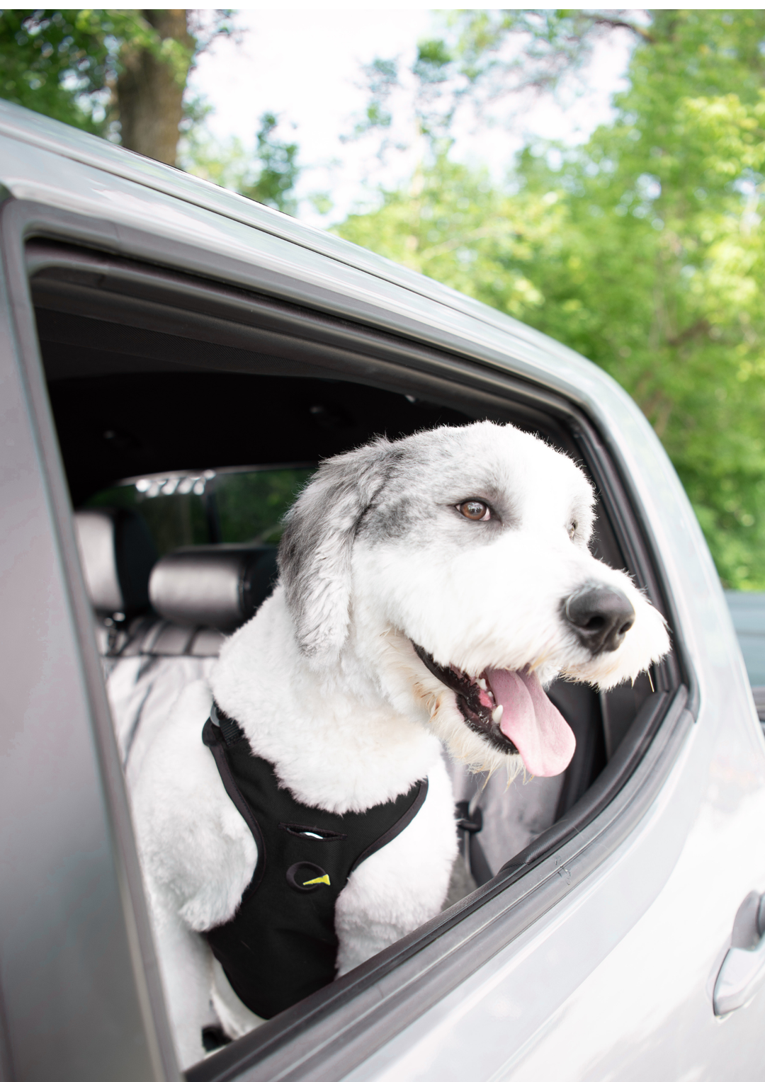 Crash Safe Defender Harness System + Free Grey Collar (Limited-Time Bonus)
