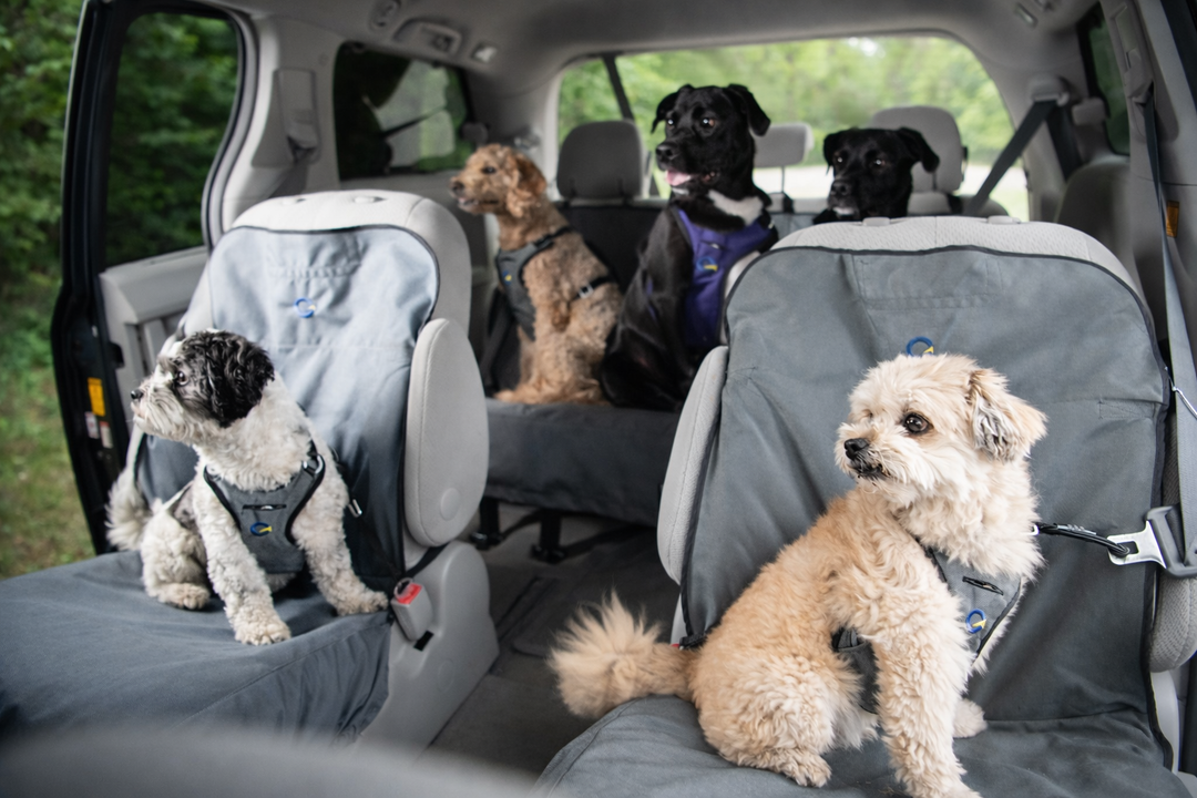 Crash Safe Dog Defender Harness