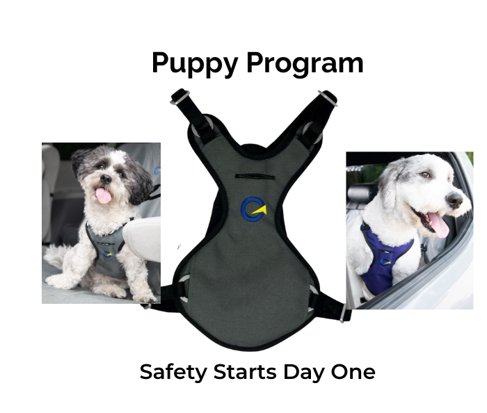 The Crash Safe Puppy Program