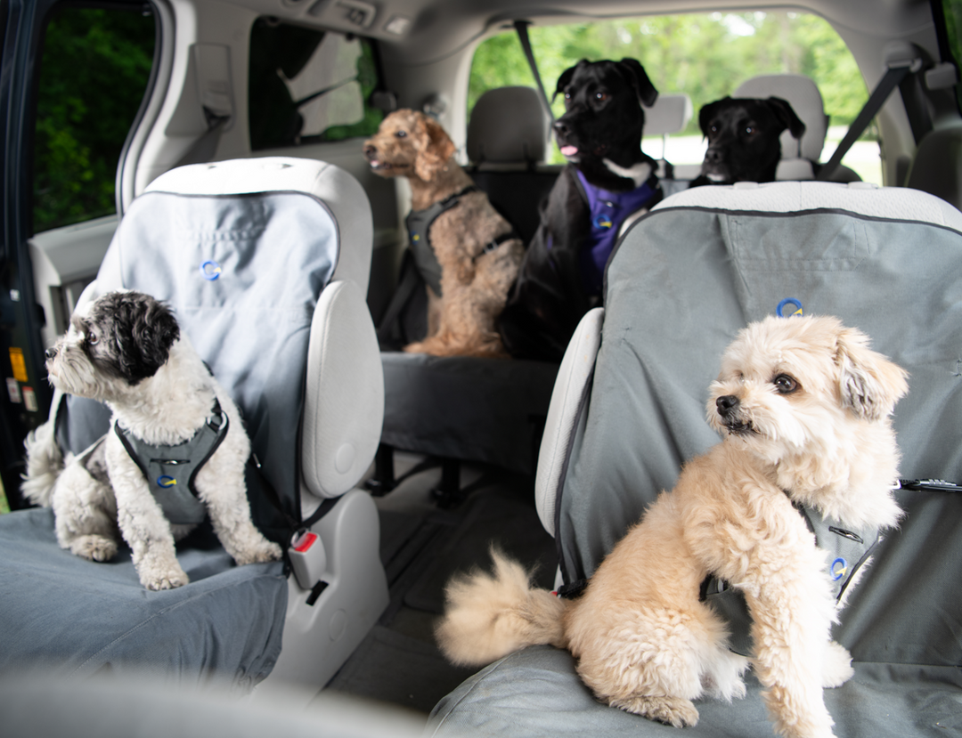 Five dogs wearing crash-tested Canadian-made harnesses safely secured in a vehicle using Crash Safe Dog gear.