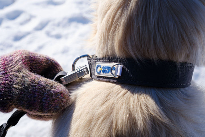 True Control Leash